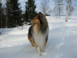 collie-keys011