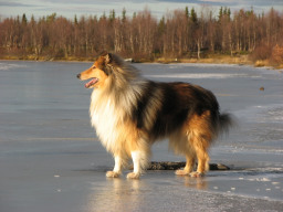 collie-keys014