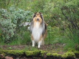 collie-keys015