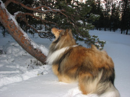 collie-keys034