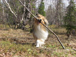 collie-keys046