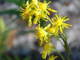 severnaja-flora-001