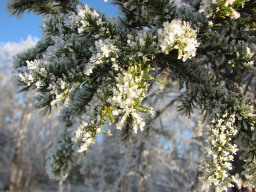 severnaja-flora-040