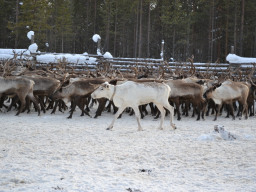 Олени в корале. Краснощелье