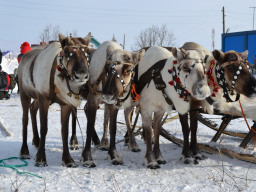 Саамские праздники