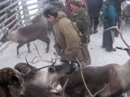 Январь 2010 г. Просчет оленей в СХПК &quot;Тундра&quot;.