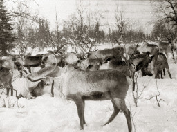 День оленевода. Село Ловозеро. 1970 год