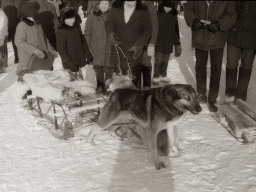 День оленевода. Село Ловозеро. 1970 год