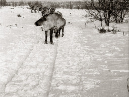 День оленевода. Село Ловозеро. 1970 год