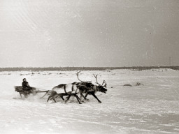 День оленевода. Село Ловозеро. 1970 год