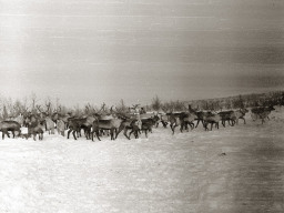 День оленевода. Село Ловозеро. 1970 год