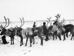 Тундра, 1954 год