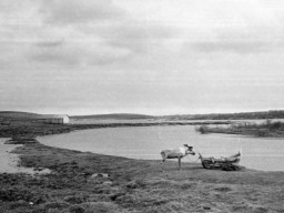 Вороненский погост, 1954 год