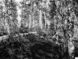 1910 год, с.Ловозеро. Фотограф Gustaf Hallström