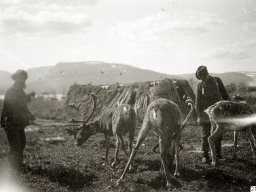 1910 год, с.Ловозеро. Фотограф Gustaf Hallström