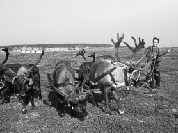 Село Сосновка 1980-х