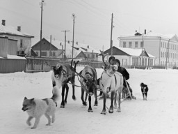 Ловозеро - 197?. Олени на Советской площади