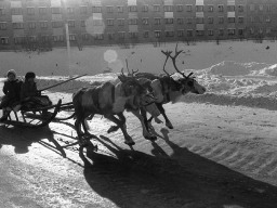 с. Ловозеро. Начало 1980-х г.
