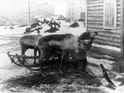 В селе Ловозеро. 1972 год