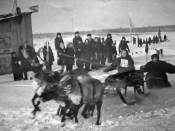 Старт заезда на оленьей упряжке. с.Ловозеро. 1960-е