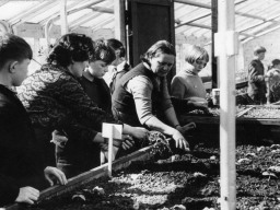 В теплице приусадебного участка Ловозерской средней школы. 1980-е