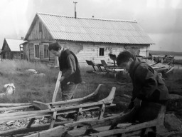 Изготовление нарт молодыми оленеводами. 199х