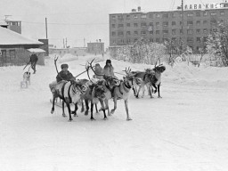 Ловозеро. Оленьи упряжки на Советской площади. Начало 1980-х