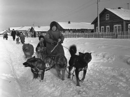 Ловозеро. Дети в воскресный день катаются на собачьих упряжках. 1966 год.