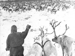 Оленеводство на Кольском полуострове. Стадо оленей на пастбище в тундре. 1966 год