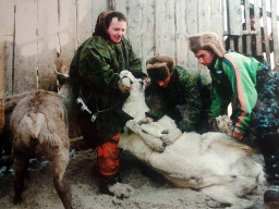 Оленеводы на коральных работах. Ловозеро. 1990-е