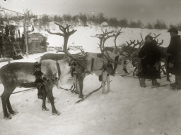 Олени в праздничной свадебной упряже. 1927 год