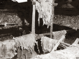 Замшевый завод. Село Ловозеро. Шкуры после удаления шерсти. 1930-е гг.