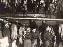 Замшевый завод. Село Ловозеро. Сушка замши. 1930-е гг.