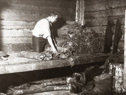 Замшевый завод. Село Ловозеро. Сортировка шкур. 1930-е гг.