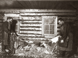 Замшевый завод. Село Ловозеро. Стружка шкур. 1930-е гг.
