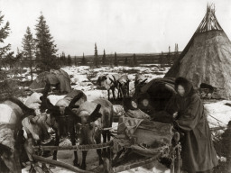 В тундру приехала семья оленевода. 1950-е гг.
