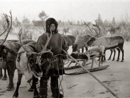 Оленевод колхоза «Тундра» Юрьев Владимир Иванович. 1950-е гг.