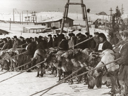 Парад оленеводов-спортсменов 22-го Праздника Севера. 1956 г.