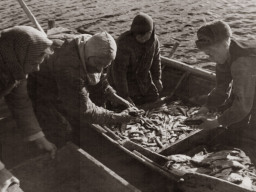 Рыбаки колхоза «Тундра» Ловозерского района привезли в колхоз улов сига. 1949 год