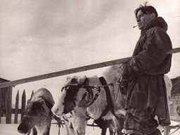 Опытный пастух колхоза «Тундра» Голых Василий Николаевич. 1968 год