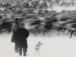 Загон для оленей. Совхоз «Тундра». Октябрь 1976 года