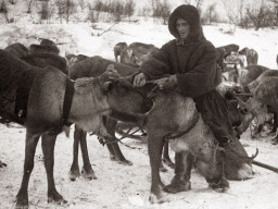 Олени прибыли из тундры для отправки на фронт. 1942-1944 год
