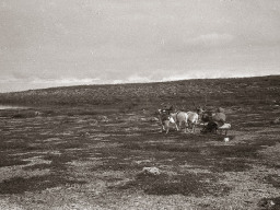 Оленья упряжка в ловозерской тундре. 1971 год