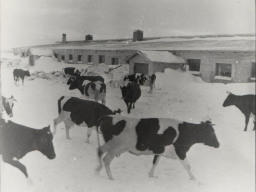 Животноводческая ферма колхоза «Тундра». 1970 год