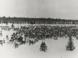 Стадо оленей колхоза «Тундра» на зимнем пастбище. 1970 год