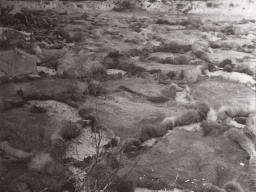 Убойный пункт колхоза «Тундра». Октябрь 1967 года