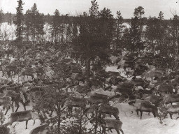 Стадо оленей колхоза «Тундра» в лесу. 1960 год