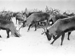 048 - Зимний выпас оленей совхоза «Тундра». 1972 год