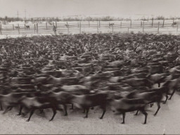 Загон для оленей. Совхоз «Тундра». Октябрь 1976 года
