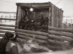 Просчёт оленей в корале совхоза «Тундра». 1979 год
